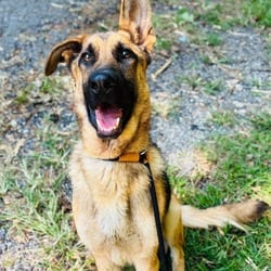 Photo of Chaz, adoptable German Shepherd Dog in Frederick, Maryland