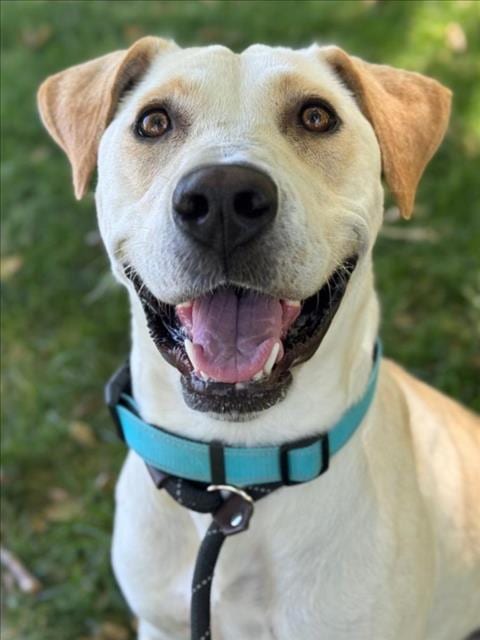 Photo of Twix, adoptable Labrador Retriever in Woodland, California