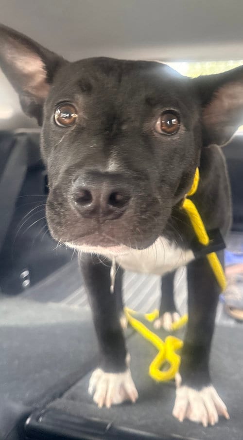 Photo of Tuxx, adoptable American Pit Bull Terrier in Sandy, Utah