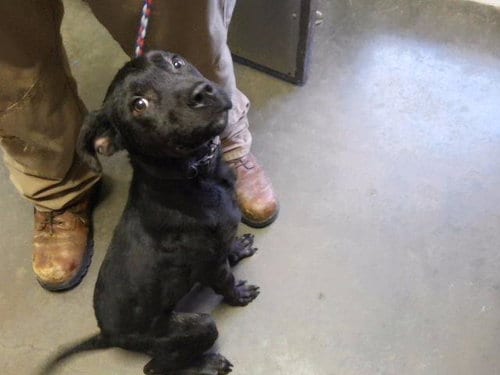 Photo of Freely, adoptable Labrador Retriever in Tulsa, Oklahoma