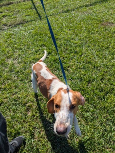 Photo of TY, adoptable Treeing Walker Coonhound in Wilmington, North Carolina