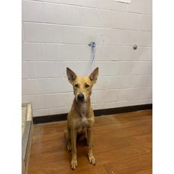 Photo of YooHoo, adoptable Carolina Dog in Baton Rouge, Louisiana