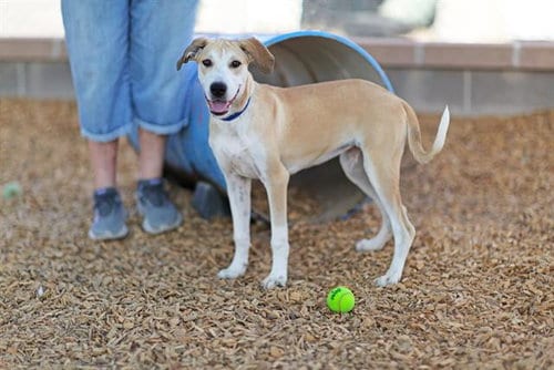 Photo of Neela, adoptable Labrador Retriever in Albuquerque, New Mexico