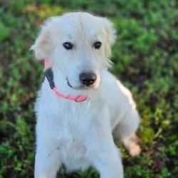 Photo of Kandy JuM, adoptable Great Pyrenees in Richfield, Minnesota