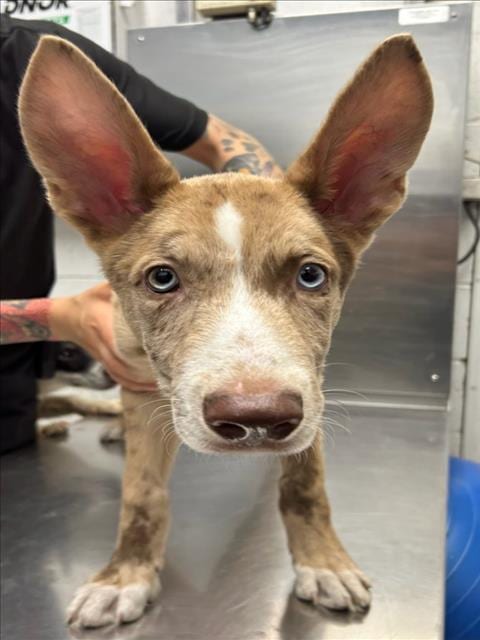 Photo of Maple, adoptable Australian Cattle Dog/Blue Heeler in Woodland, California