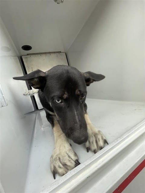 Photo of Senior German Shepherd Dog and Australian Kelpie, adoptable German Shepherd Dog and Australian Kelpie in Houston, Texas