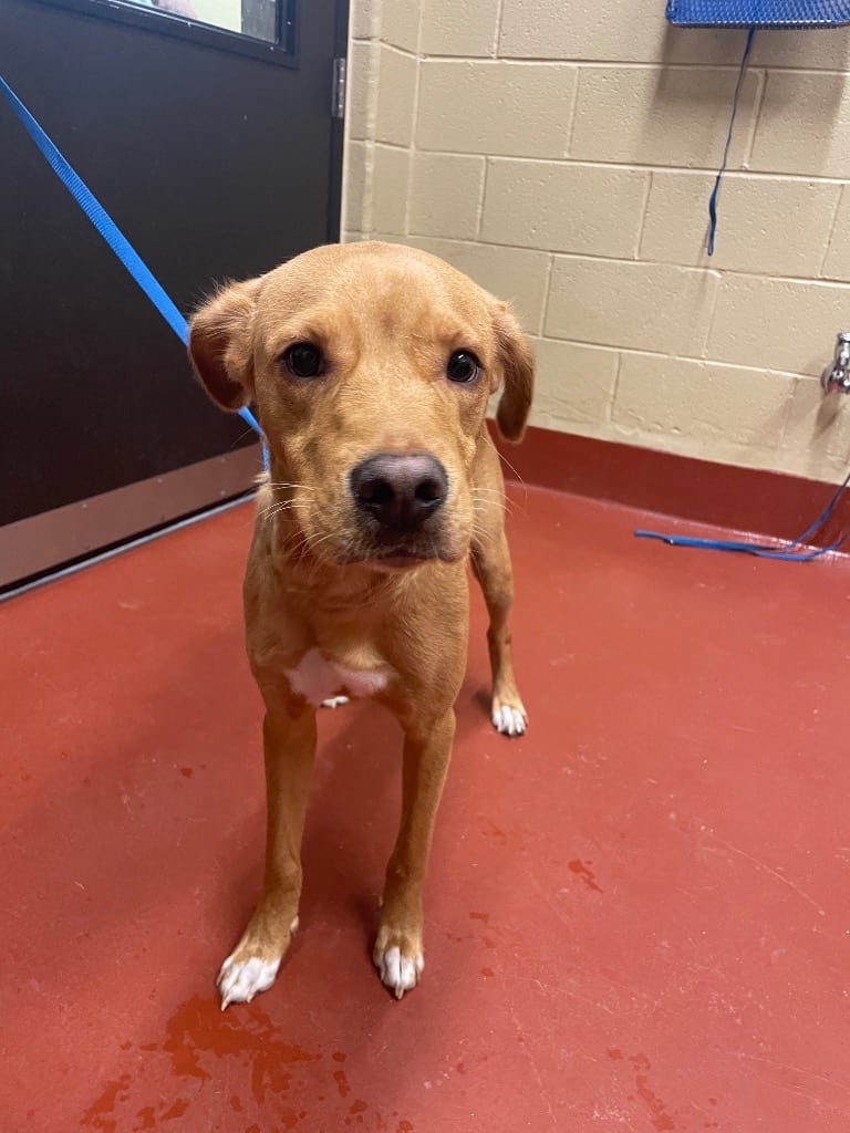 Photo of Mac, adoptable Labrador Retriever in Douglasville, Georgia