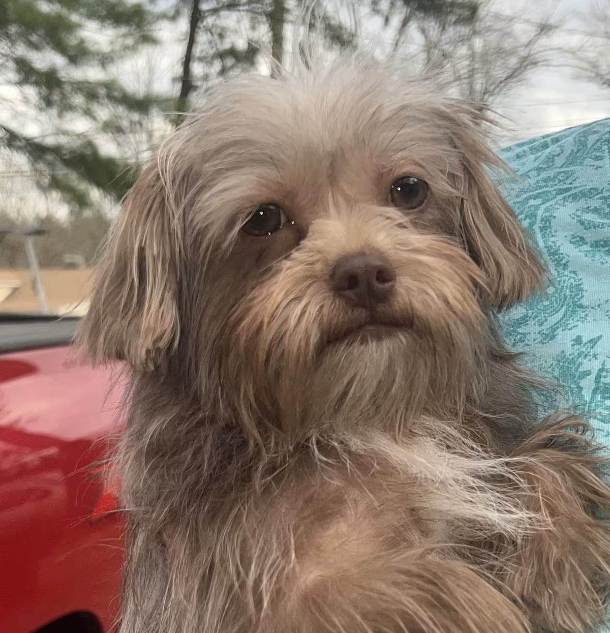 Photo of Buttercup, adoptable Shih Tzu/Chihuahua in Hagerstown, Maryland