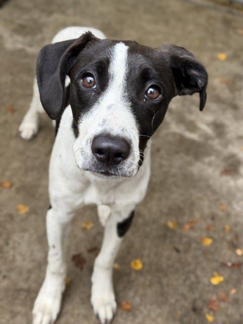 Photo of Maude, adoptable Beagle mix in Chicago, Illinois