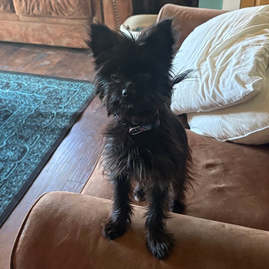 Photo of Cricket, adoptable Terrier / Mixed Breed (Small) in Alma, Wisconsin