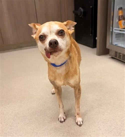 Photo of Sina, adoptable Chihuahua in Baytown, Texas