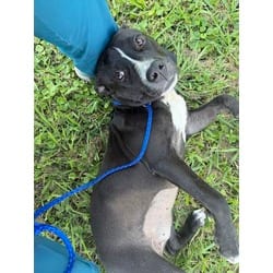 Photo of Fawn, adoptable American Pit Bull Terrier in Baton Rouge, Louisiana