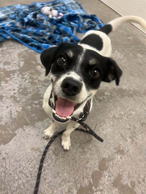 Photo of Neo, adoptable Parson Russell Terrier in Mesa, Arizona