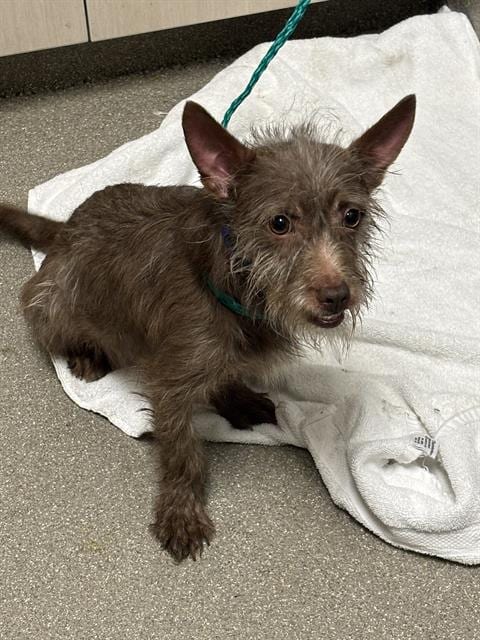 Photo of A1439801, adoptable Terrier in Las Vegas, Nevada