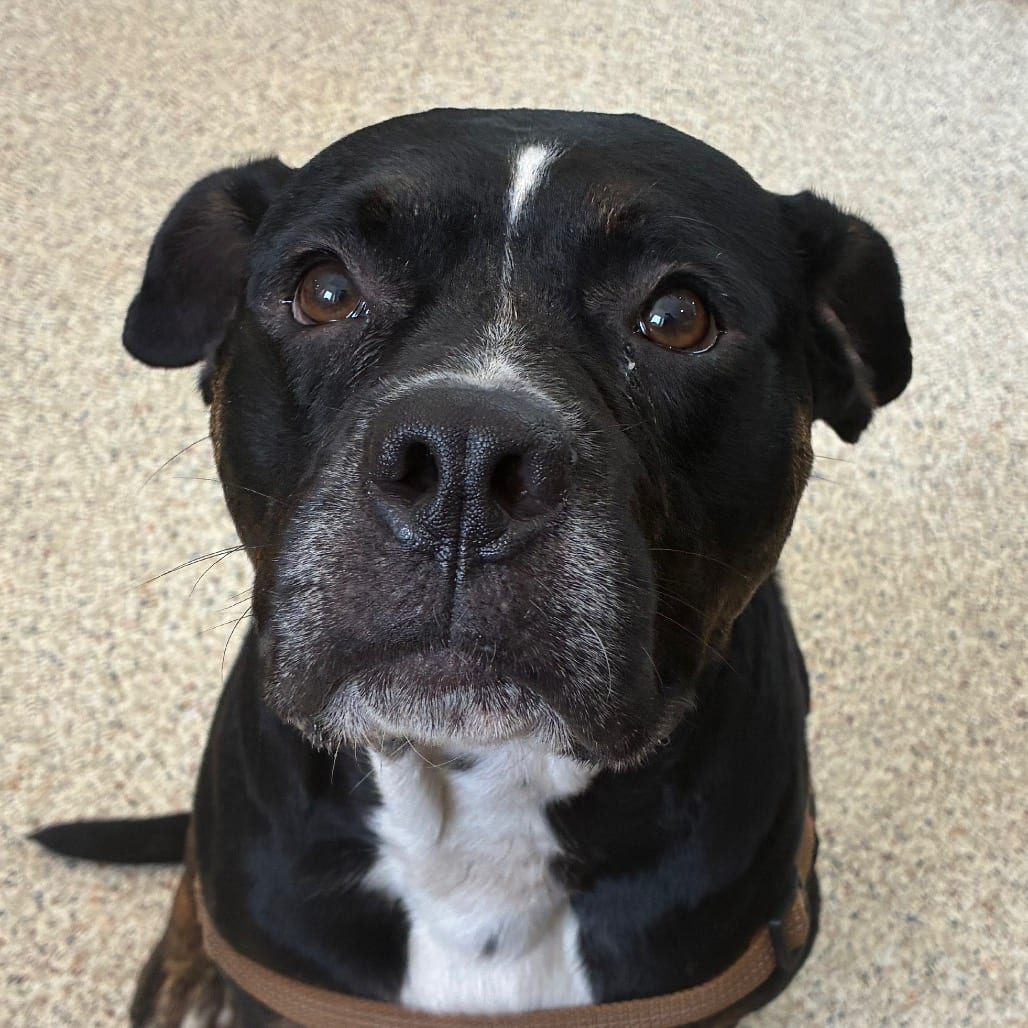 Photo of Carhartt, adoptable Mixed Breed (Large) in Houston, Texas