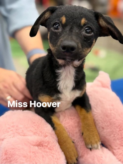 Photo of Miss Hoover, adoptable Dachshund in Turlock, California