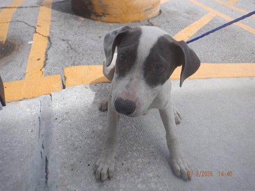 Photo of Daniela, adoptable American Bulldog in Miami, Florida