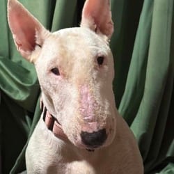 Photo of Itzy Bitzy YC, adoptable Bull Terrier in Hartford, Connecticut