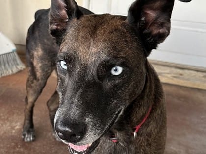 Photo of Lola HW+, adoptable dog in Georgetown, Texas