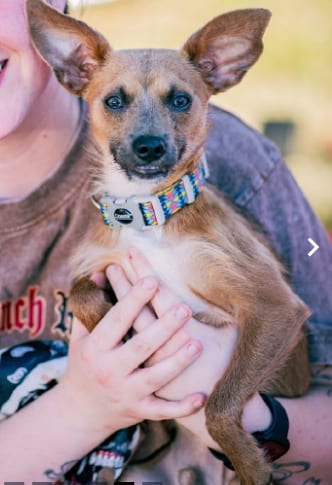 Photo of Cruiser in TX, adoptable Chihuahua in Cranston, Rhode Island
