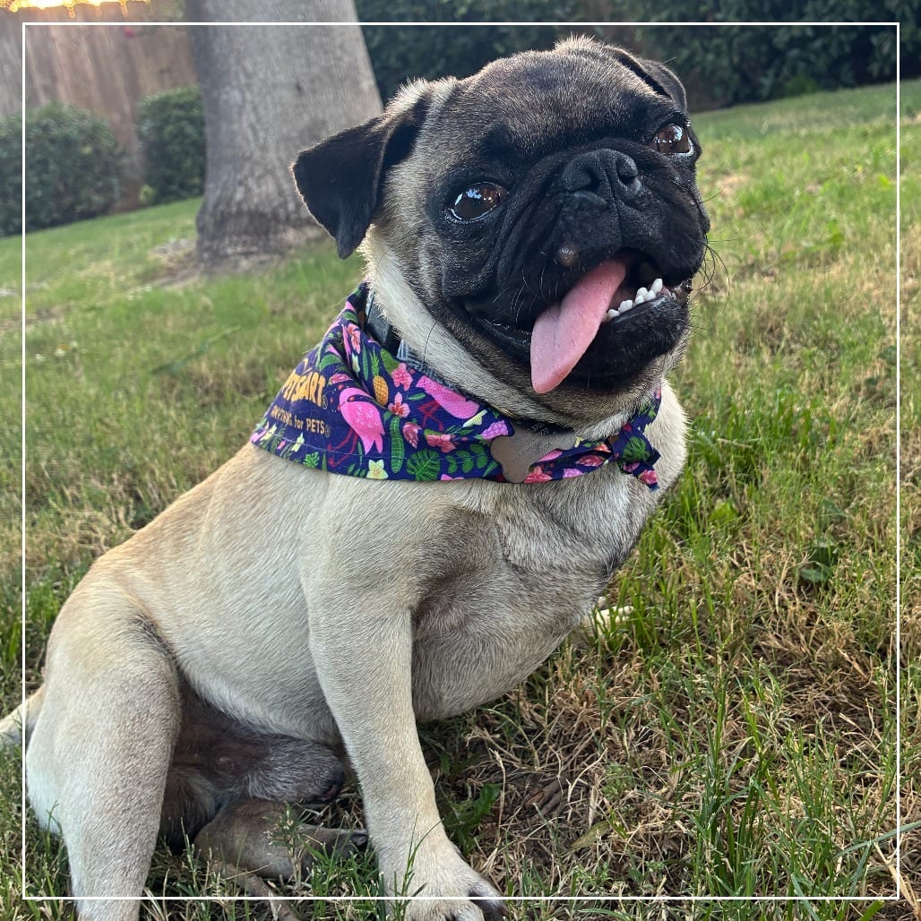 Photo of Oliver, adoptable Pug in California, California