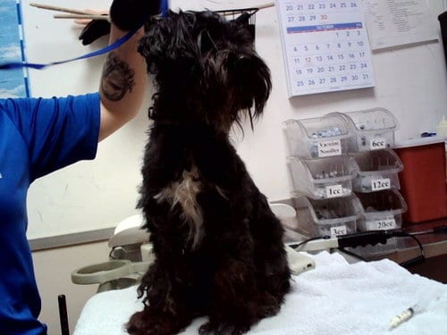 Photo of Terry Gross, adoptable Terrier in Martinez, California