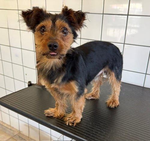 Photo of Hudson, adoptable Terrier in Downey, California