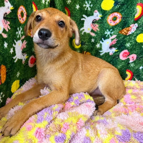 Photo of June- playful girl, adoptable Jack Russell Terrier in Oakhurst, New Jersey