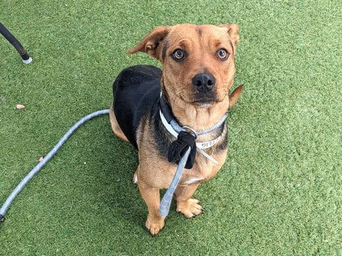 Photo of Toffee, adoptable American Pit Bull Terrier in Phoenix, Arizona