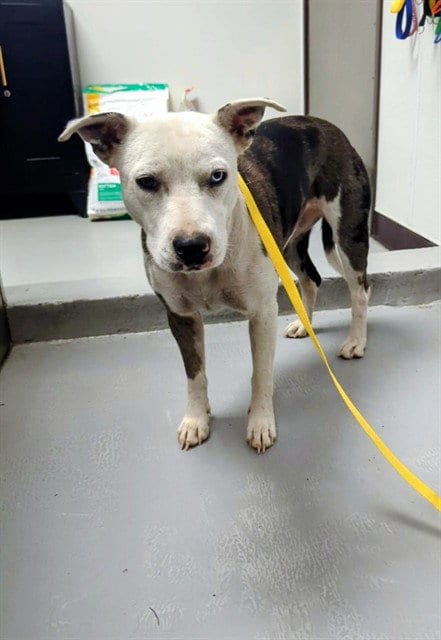 Photo of A172213, adoptable Catahoula Leopard Dog in Bakersfield, California