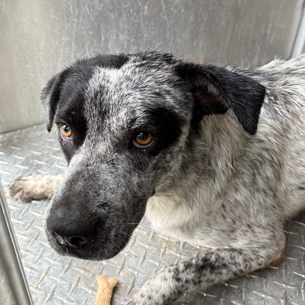 Photo of Gordo, adoptable American Blue Heeler / Mixed Breed (Medium) in Brownsville, Texas