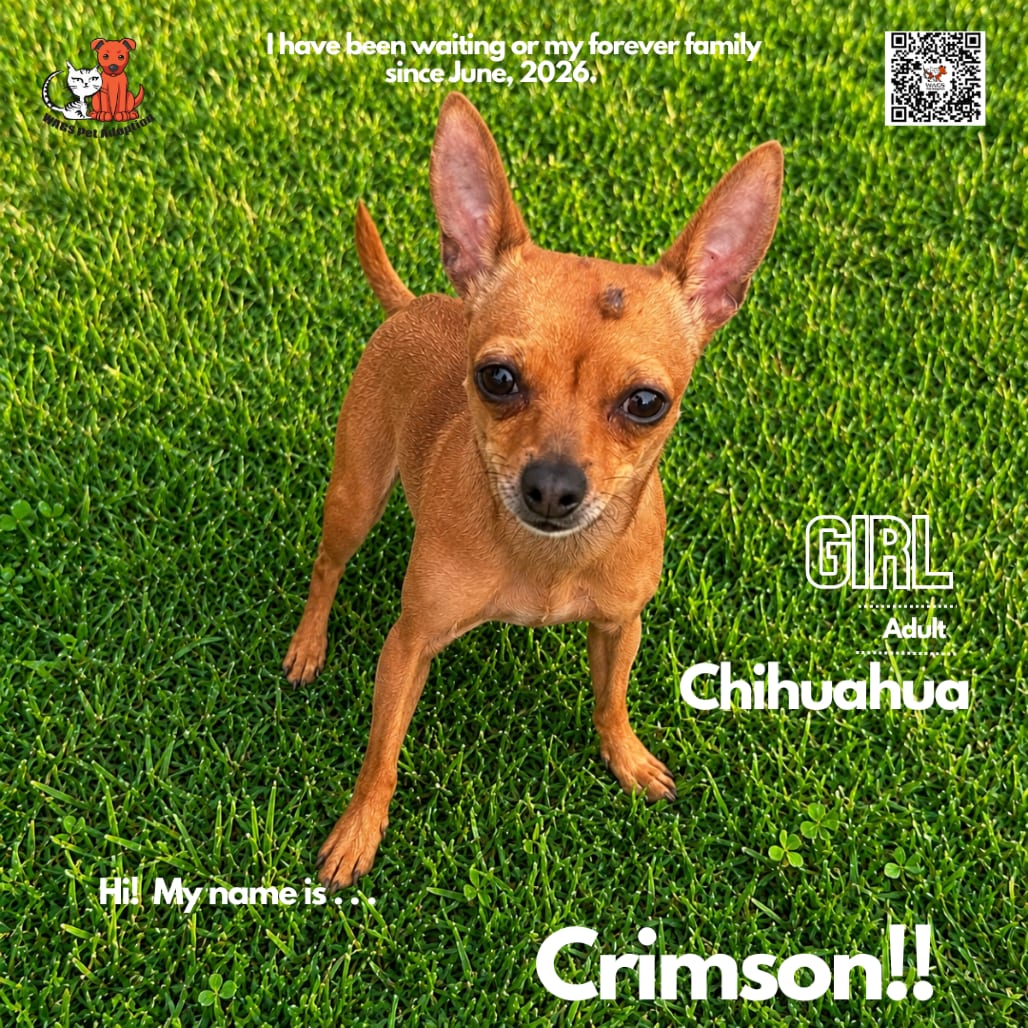 Photo of Crimson, adoptable Chihuahua in Westminster, California