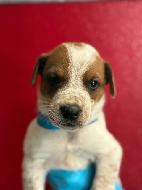 Photo of Horseshoe, adoptable Queensland Heeler in Visalia, California