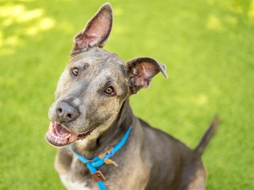 Photo of Dahlia, adoptable Great Dane in San Jose, California
