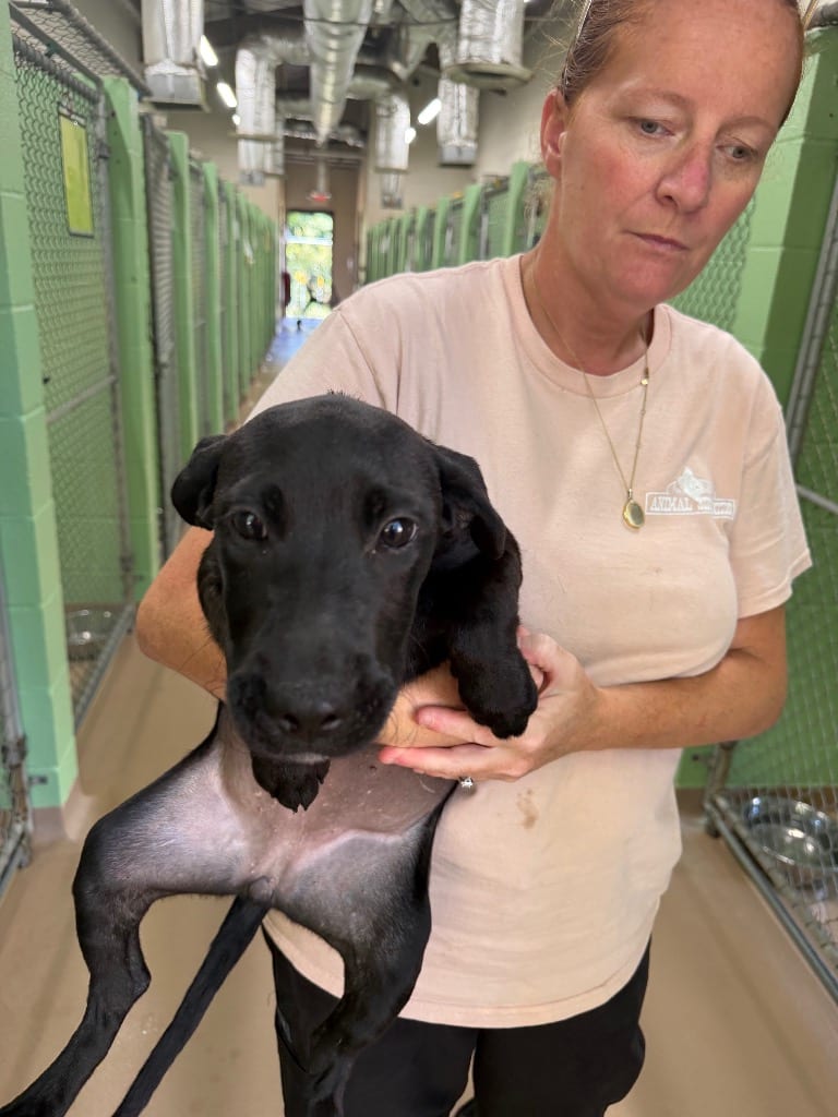 Photo of Greenbean, adoptable Labrador Retriever in Nacogdoches, Texas