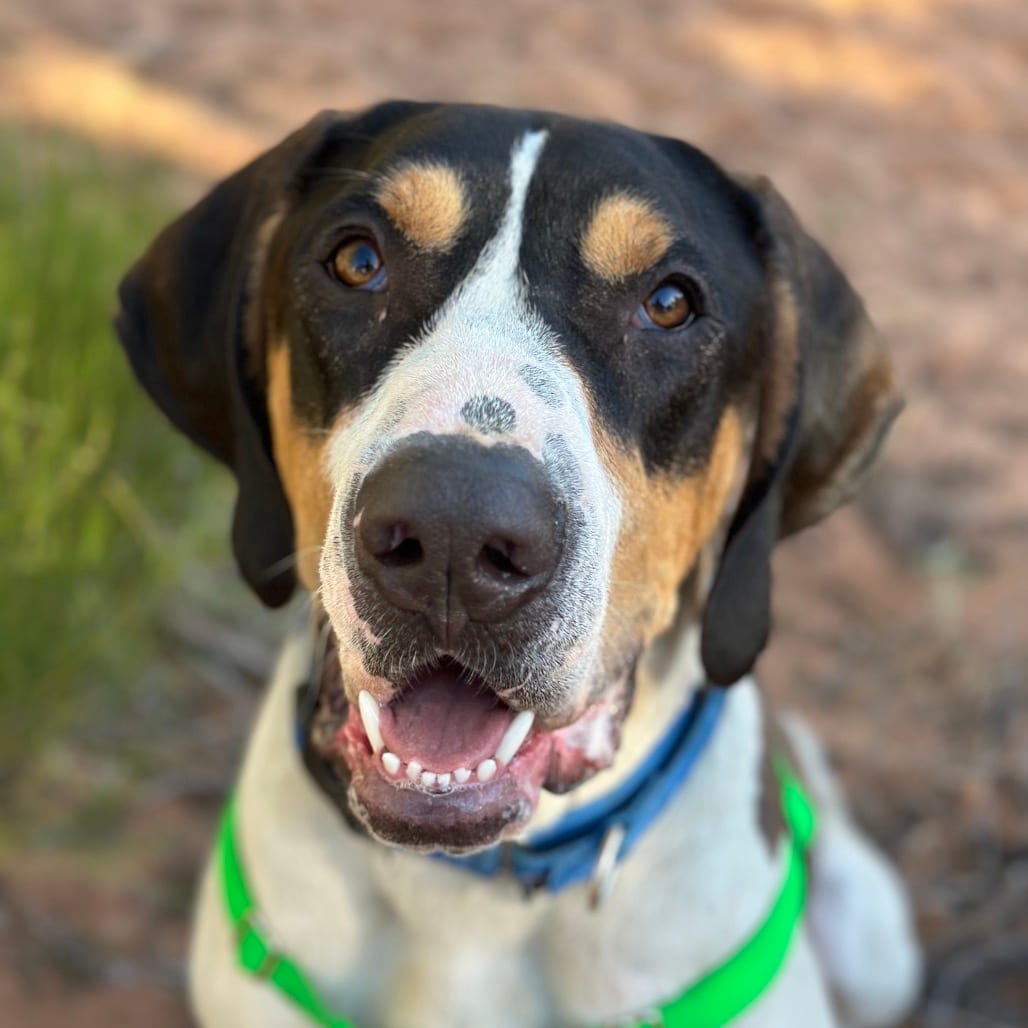 Photo of Malcom, adoptable Hound / Mixed Breed (Large) in Kanab, Utah