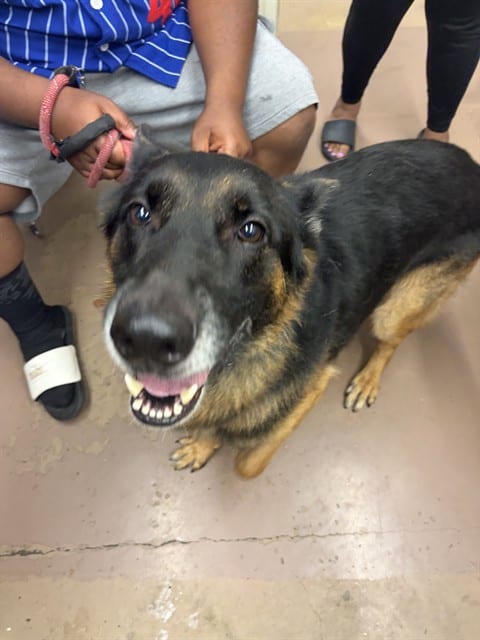 Photo of Esco, adoptable German Shepherd Dog in Chicago, Illinois