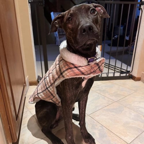 Photo of Sasha, adoptable Pit Bull Terrier in Hayward, California
