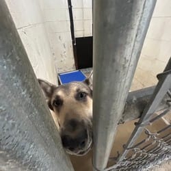 Photo of Bear, adoptable German Shepherd Dog in Ringgold, Georgia