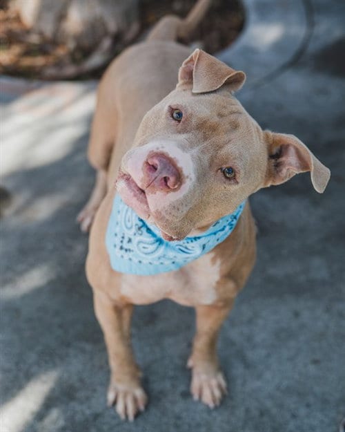 Photo of Buggy, adoptable American Bulldog in Miami, Florida