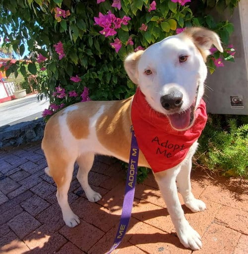 Photo of George, adoptable Australian Shepherd in Fresno, California
