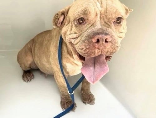 Photo of A661925, adoptable American Bulldog in Houston, Texas