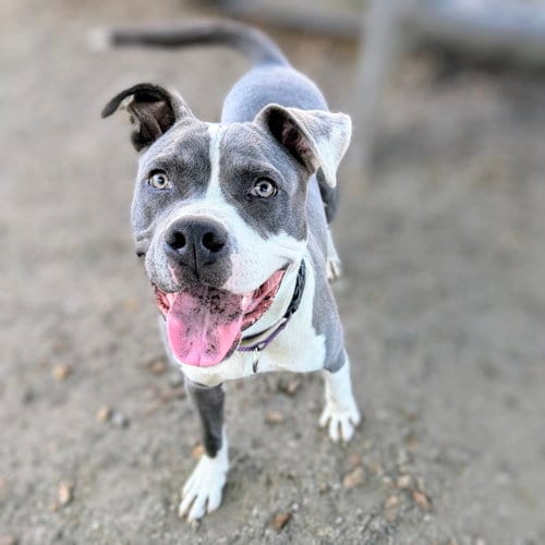 Photo of Badger, adoptable Pit Bull Terrier in Oakland, California