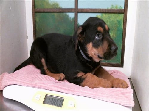 Photo of Diego, adoptable German Shepherd Dog in Houston, Texas