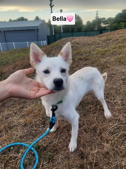 Photo of Bella, adoptable Jindo (Korean) in Agoura Hills, California
