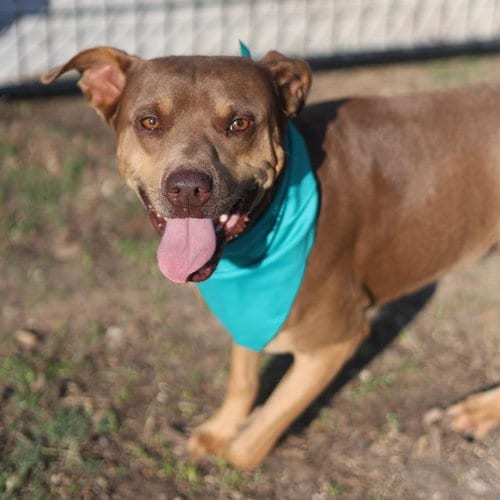 Photo of Rosco, adoptable American Staffordshire Terrier in San Antonio, Texas