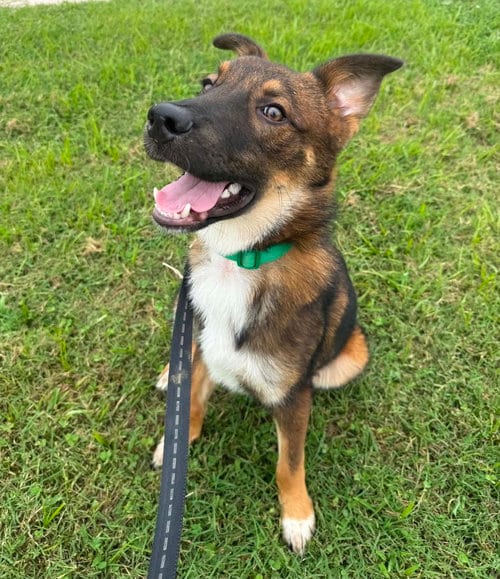 Photo of Gator, adoptable Terrier in Evansville, Indiana
