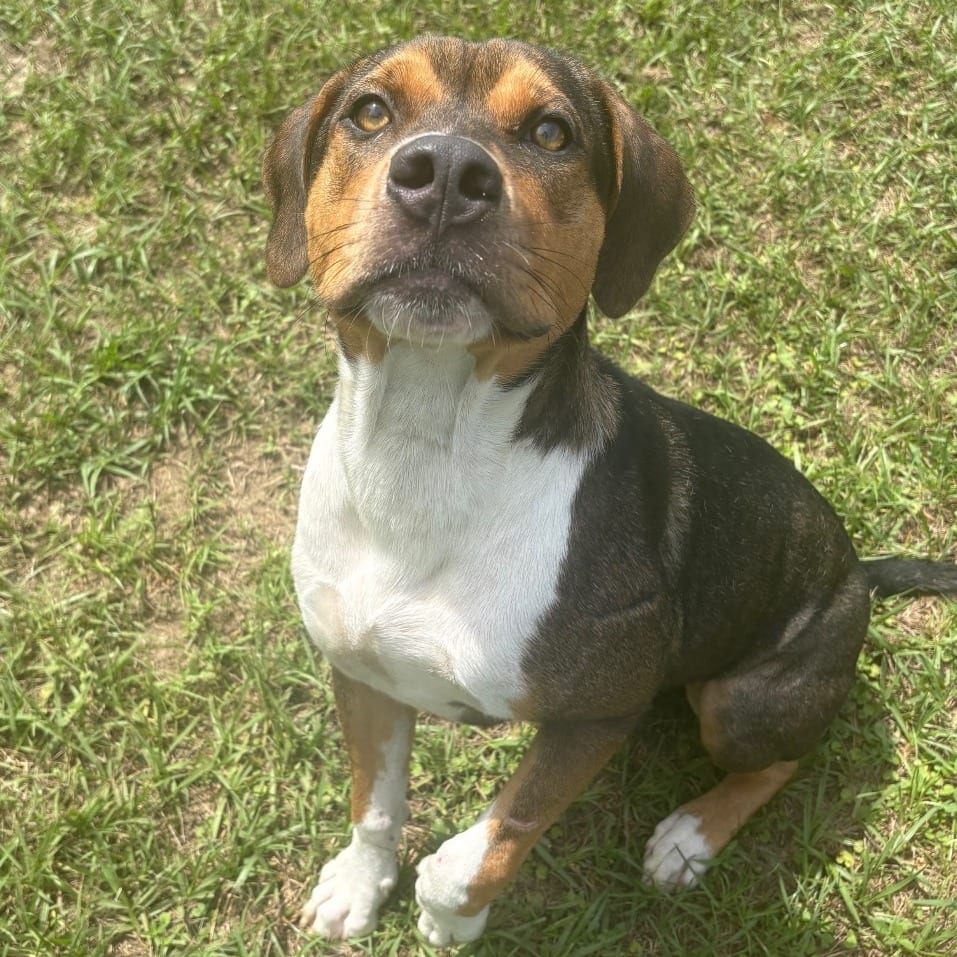 Photo of Ruger 🐾, adoptable Mixed Breed (Medium) in Milton, Florida