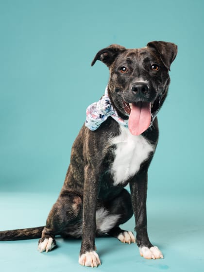 Photo of Rizzie, adoptable dog in Atlanta, Georgia