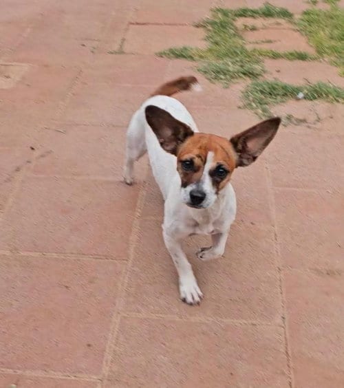 Photo of Tawny, adoptable Chihuahua in Grafton, Wisconsin